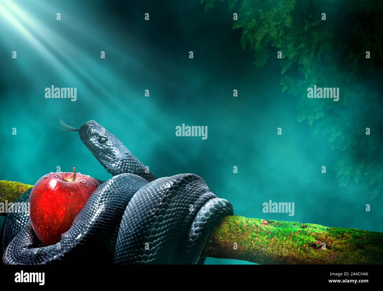 Serpiente Negra con una manzana fruta en una rama de un árbol. Concepto del fruto prohibido. Foto de stock