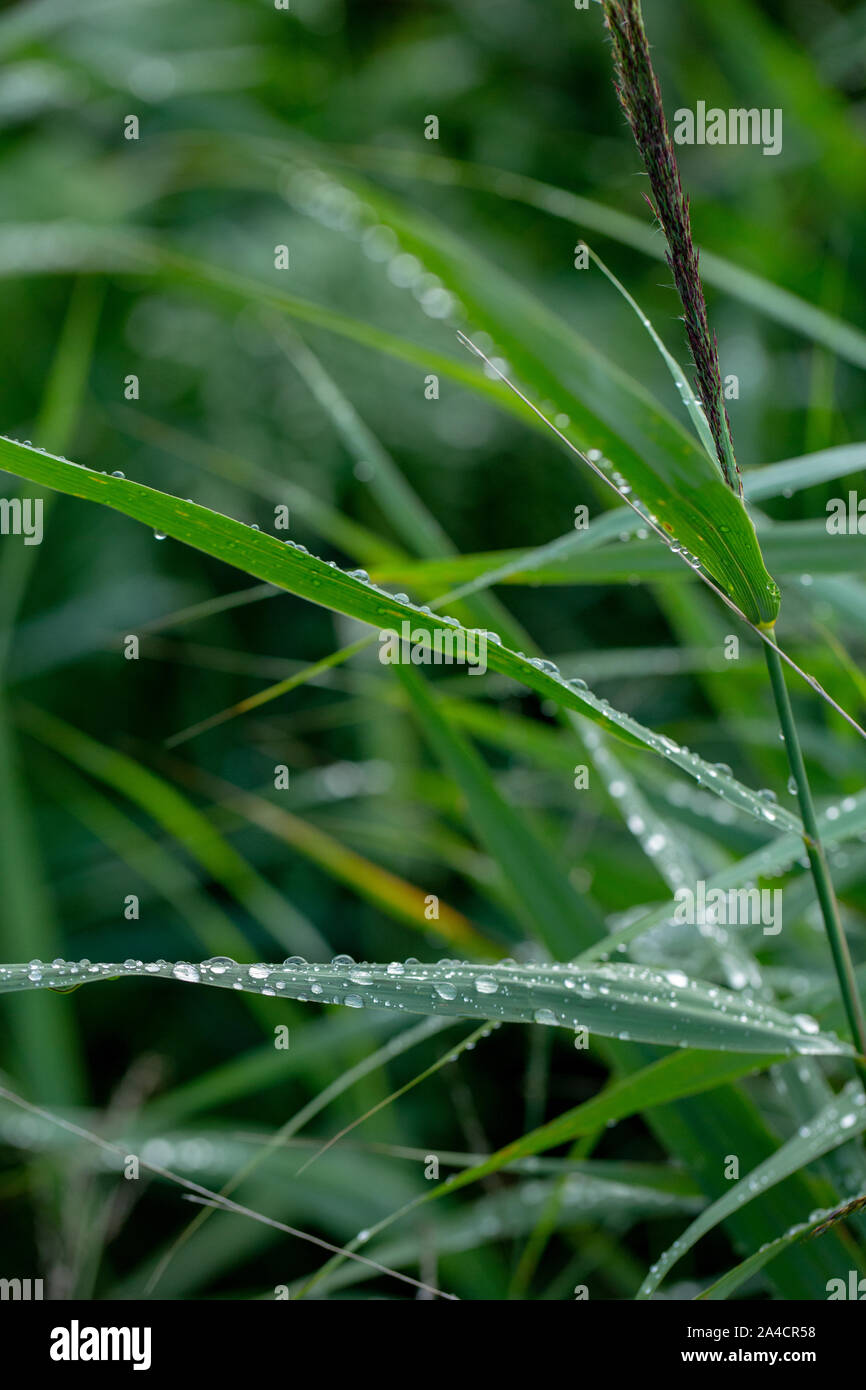 Las gotas de lluvia sale de hojas, láminas (Phragmites australis). Las gotas de agua. Las precipitaciones. La tensión superficial. Goteo, goteo, goteo de escorrentía. El clima. El clima. Foto de stock