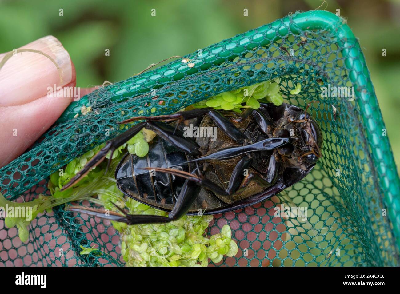 Agua de plata Escarabajo (Hydrophilus piceus). Ventral o inferior, ver. Inmersión en un estanque net. Mostrando las secciones del cuerpo, cabeza, tórax, abdomen, piernas. Foto de stock