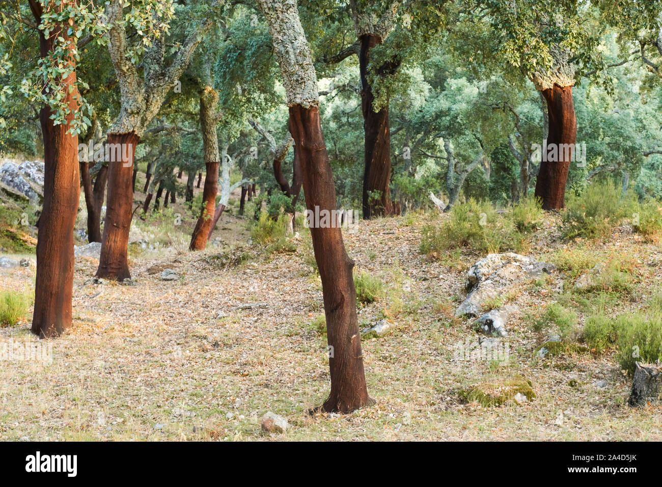 Bosque de alcornoques en el Parque Natural Alcornocáles en Cádiz, España. Foto de stock