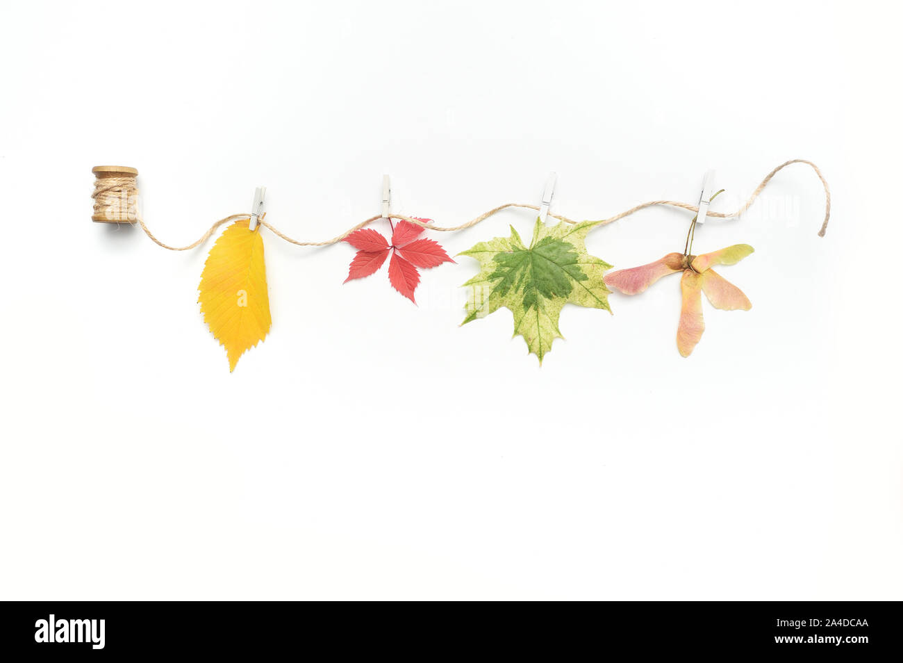 Hojas de otoño, plantas aisladas y cuerda con lugar para el texto sobre fondo blanco. caer plano laico, vista superior de objetos creativos. Elementos para Foto de stock