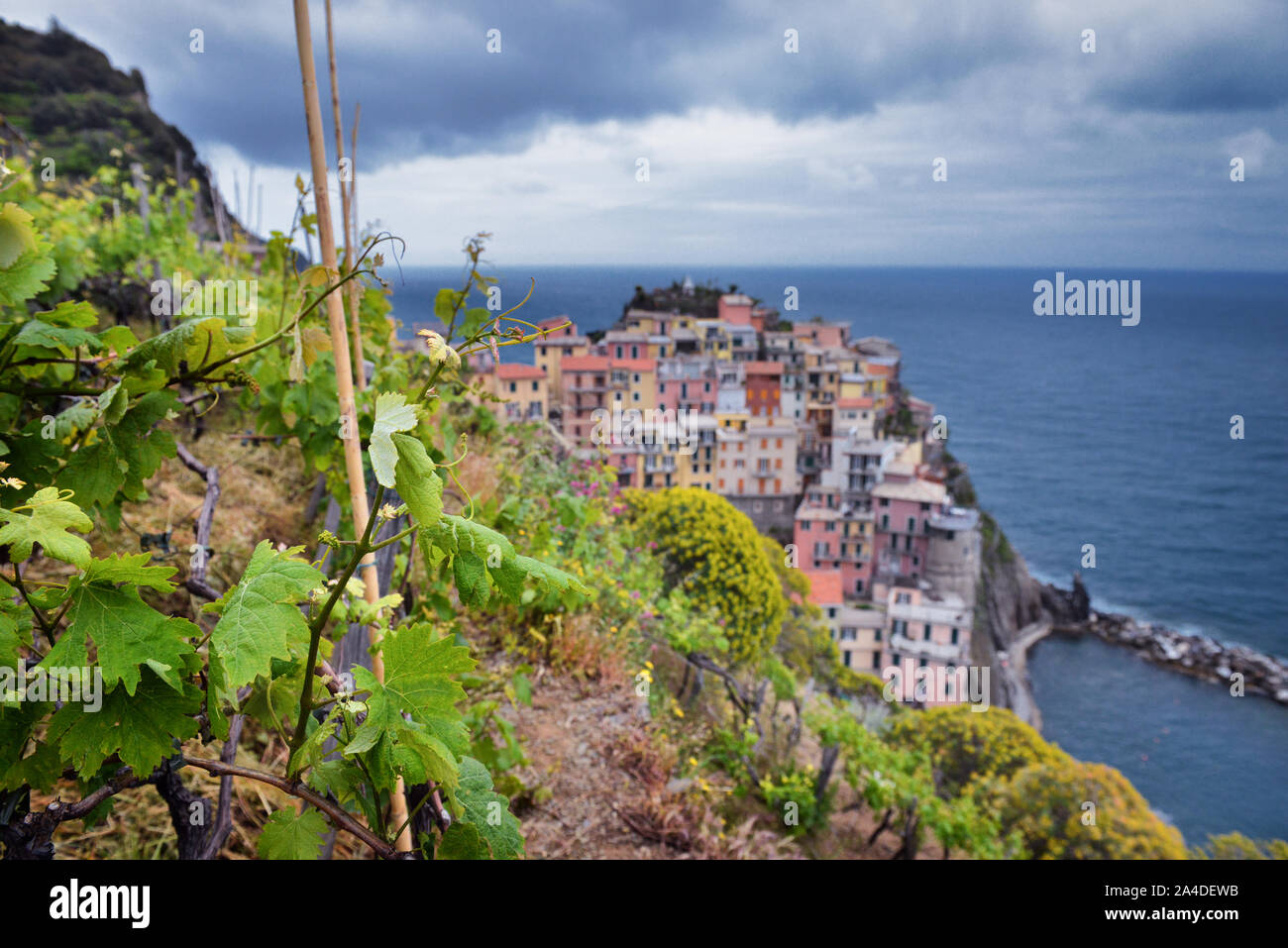 Viña en un escarpado acantilado en Manarola, La Spezia, Liguria, Italia Foto de stock