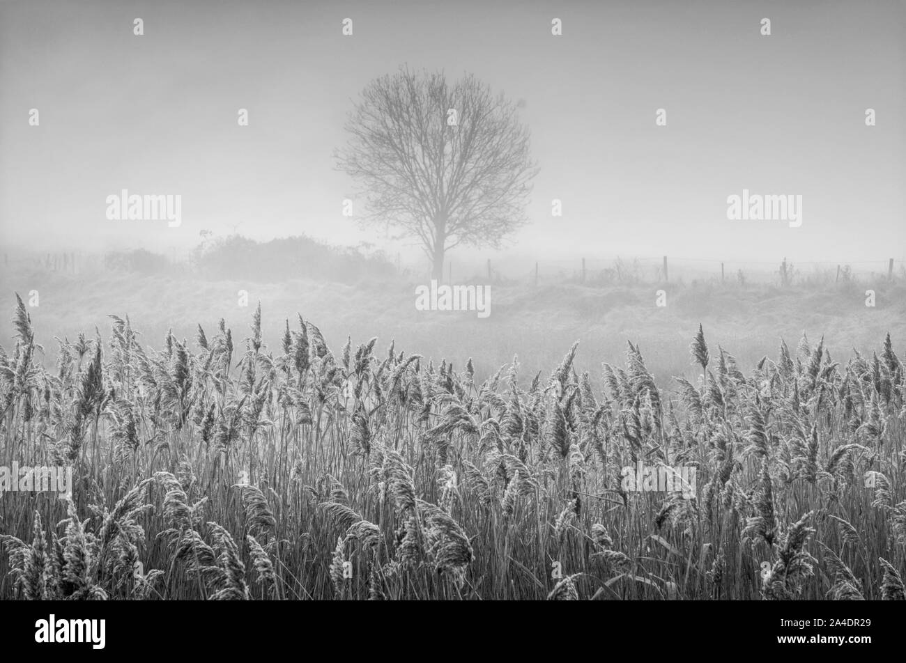 Amanecer a lo largo de los pantanos en monocromo Foto de stock