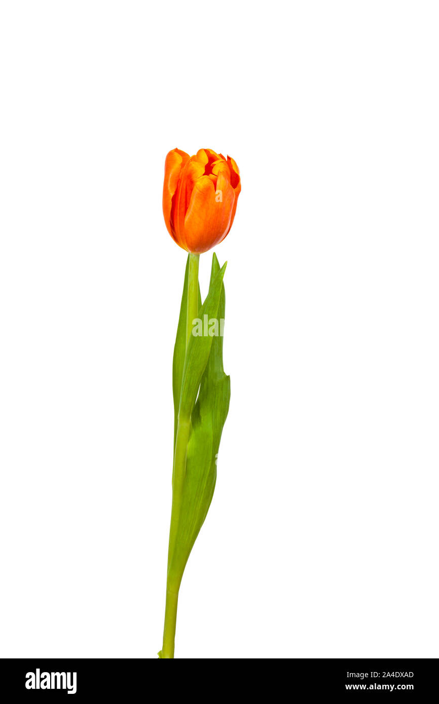 Orange Tulip sobre fondo blanco. Foto de stock