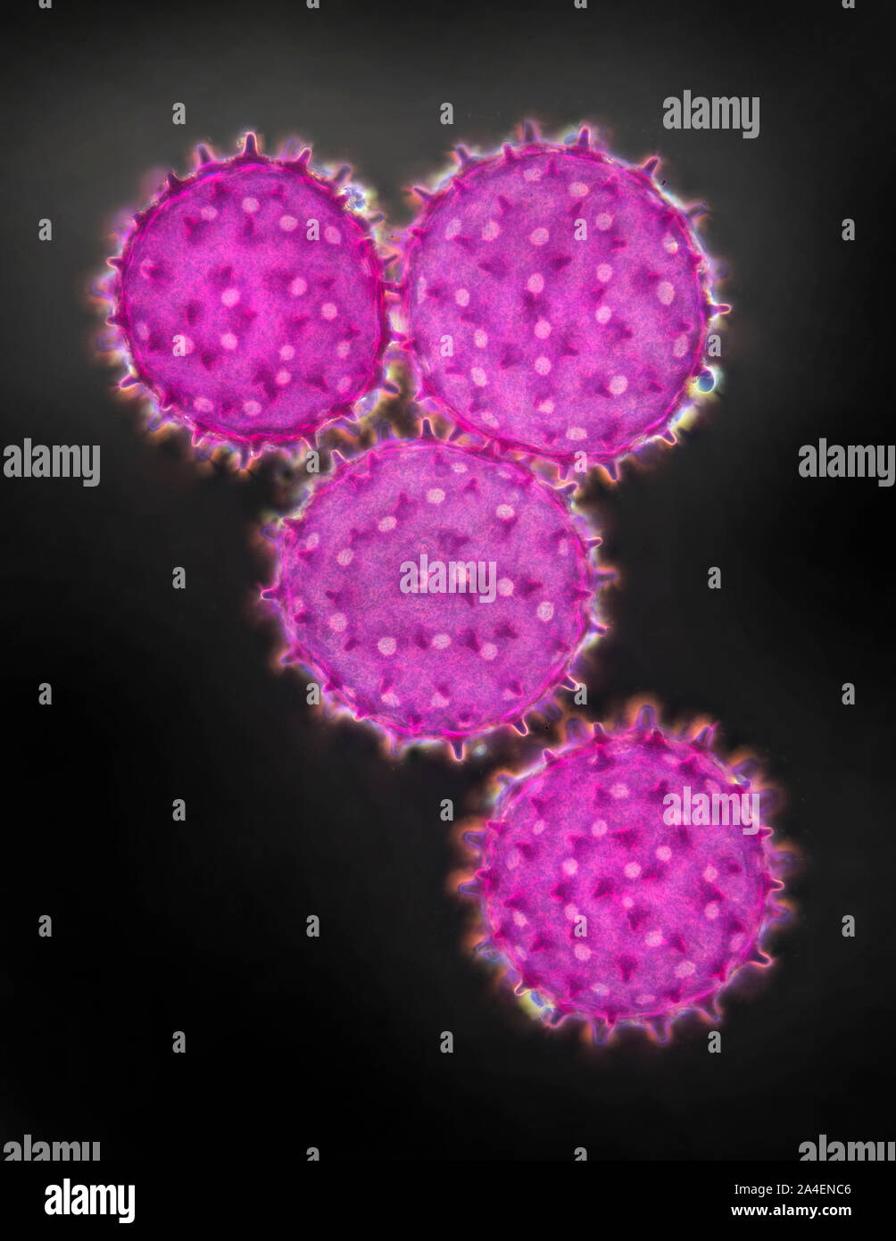 Los granos de polen de hibisco, darkfield microfotografía Foto de stock