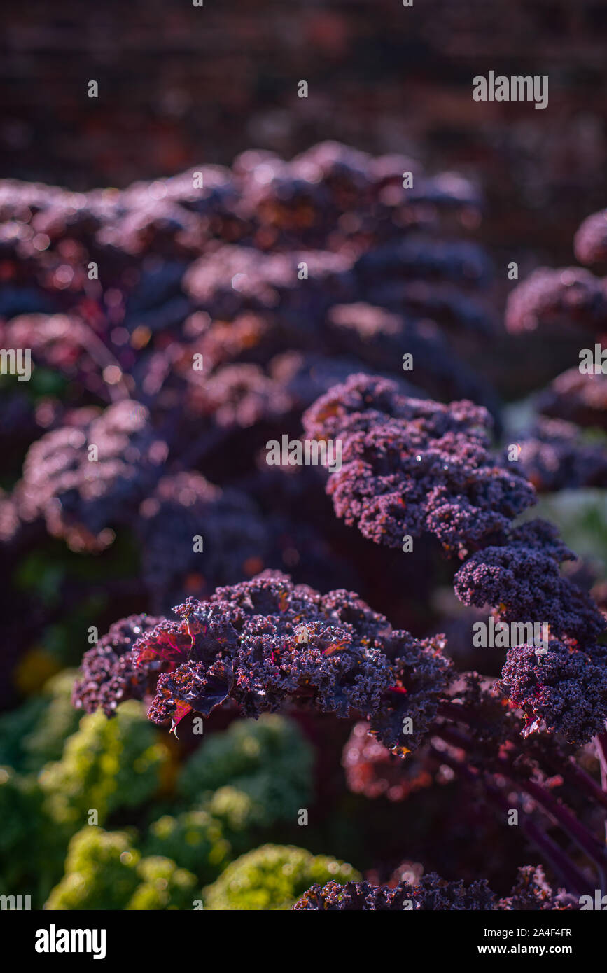 Hermoso Púrpura col rizada crece en un jardín con espacio copia bokeh Foto de stock