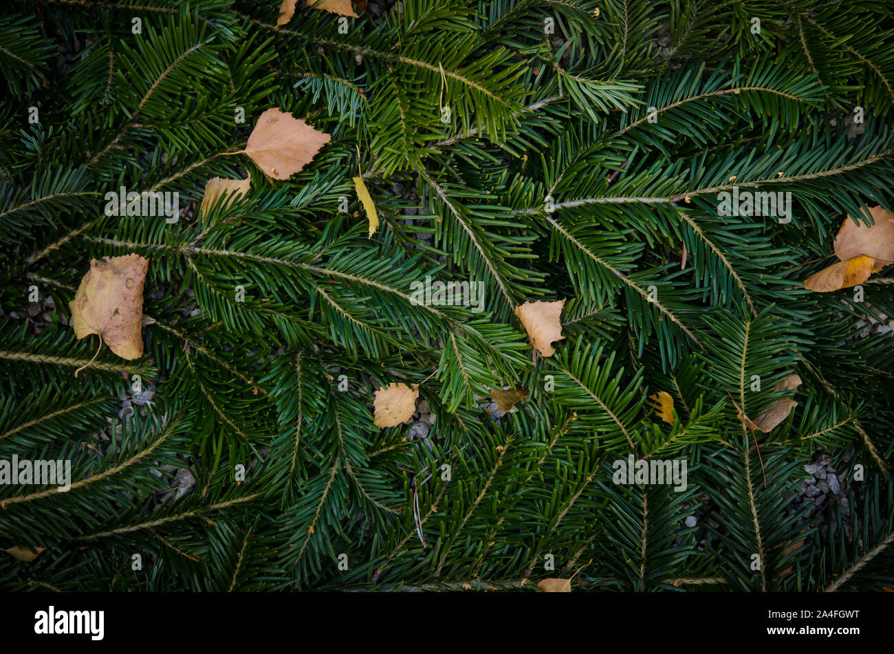 La aguja verde de plantas y hojas de otoño Foto de stock