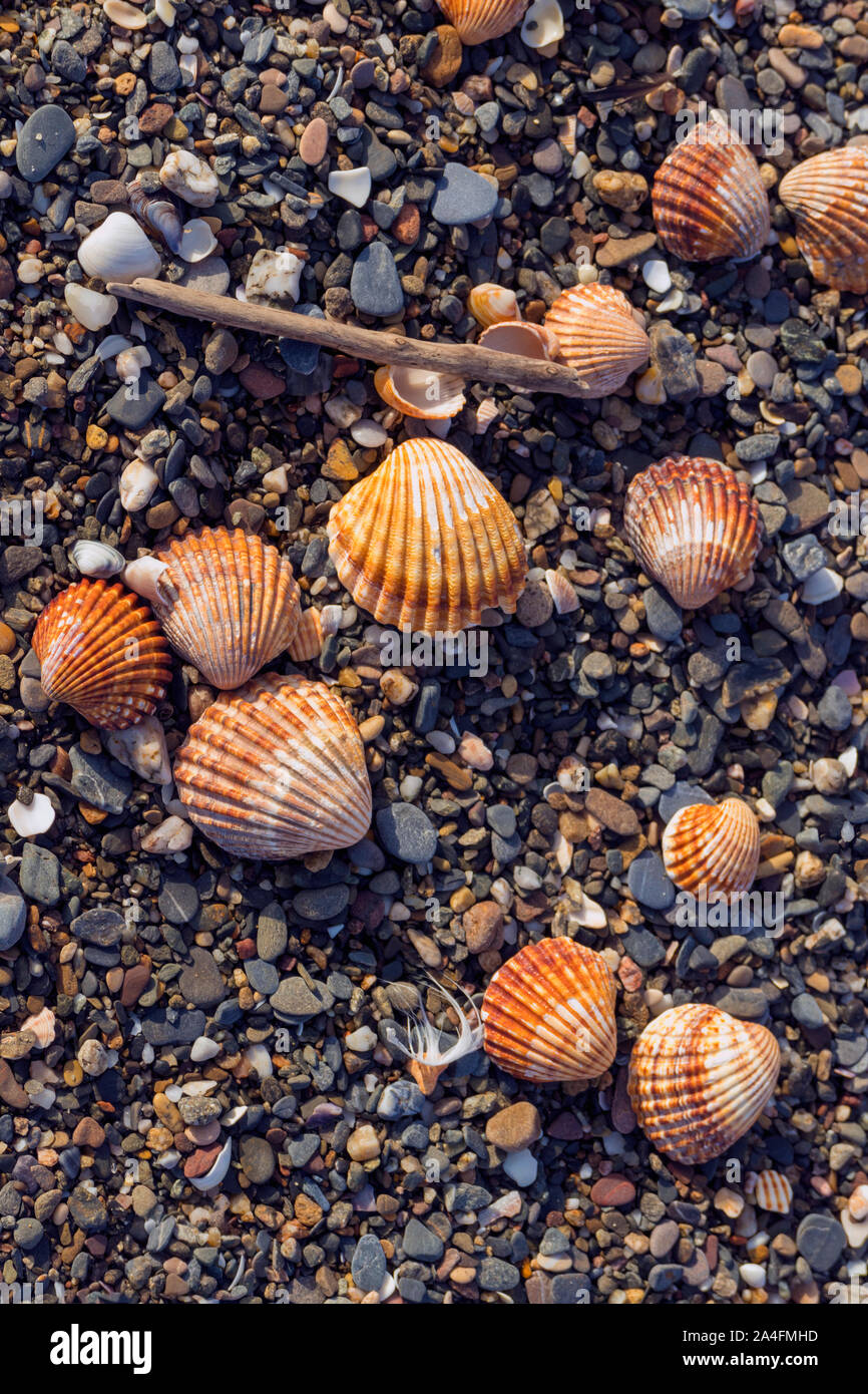 Conchas en la orilla del mar. Foto de stock