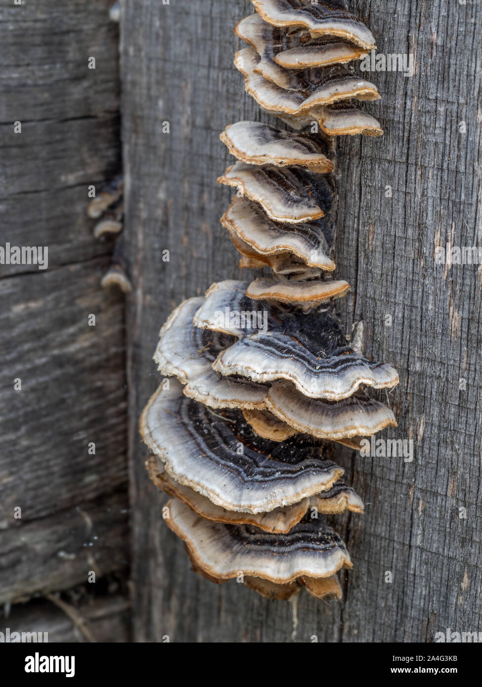 Un detalle cerca de gray Turquía Trametes versicolor en cola una madera jardín sleeper log Foto de stock