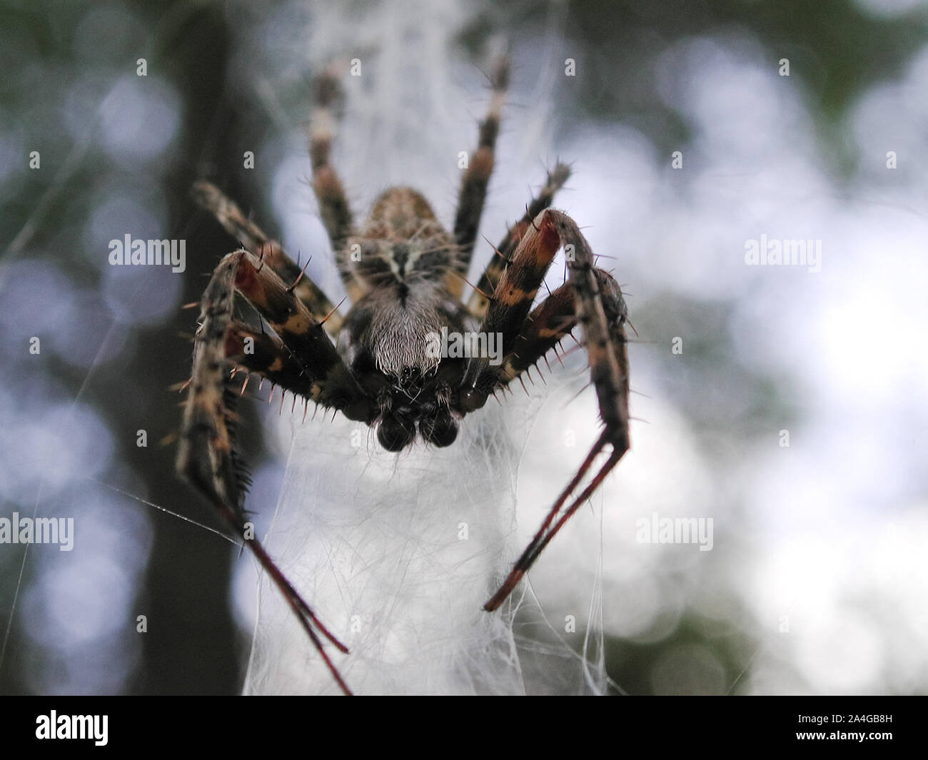 Grandes peludas orbweaver manchada araña araña outdoor naturaleza web Ft. Florida blanca Foto de stock