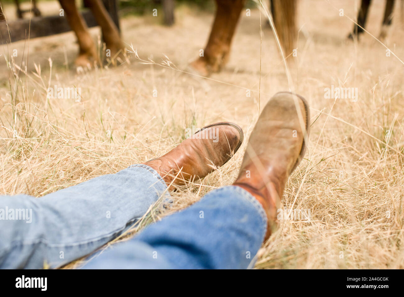 Pies de las personas con jeans y botas vaqueras sentado en un campo de  hierba con caballos Fotografía de stock - Alamy