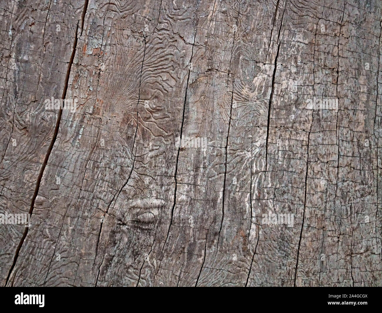 Fragmento de la superficie del tronco de un árbol grande y antigua marchitas con agujeros de gusano y sin corteza como fondo, close-up Foto de stock