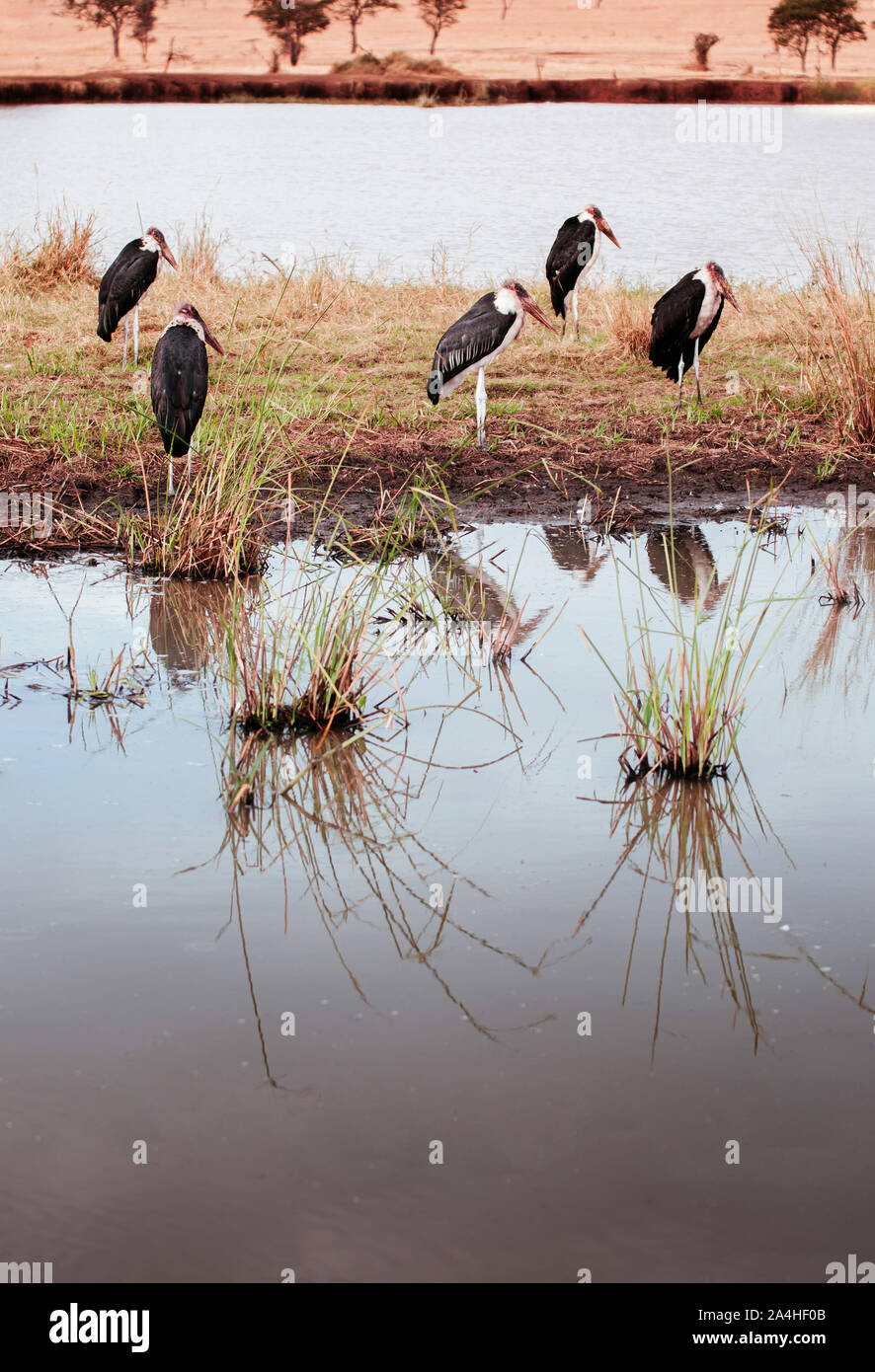 Cigüeña Marabú africano aves cerca del estanque de pantano de Serengeti Grumeti reserva bosque de sabana africana - Tanzania Safari viaje vida silvestre durante la gran migración Foto de stock