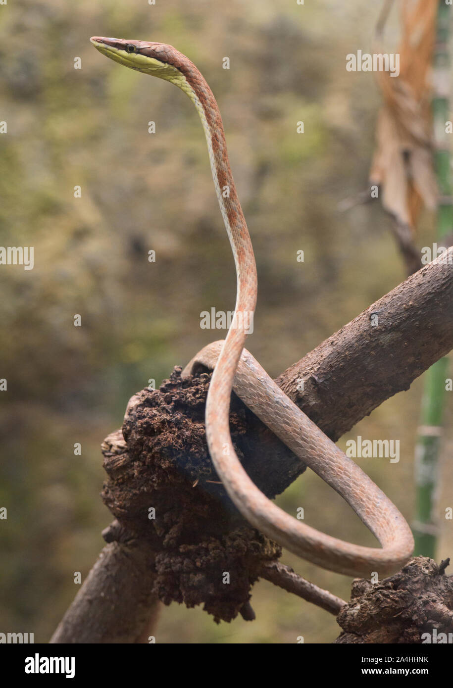 La viña de Cope snake (oxybelis brevirostris), Ecuador Foto de stock