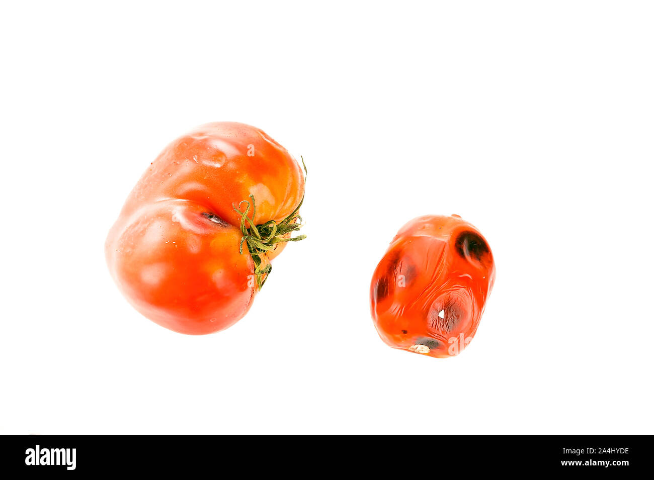 Pequeños y grandes, estropeado podrido Tomates con manchas de moho en la piel, los sépalos o Cáliz y maduración desigual aislado sobre fondo blanco. Foto de stock