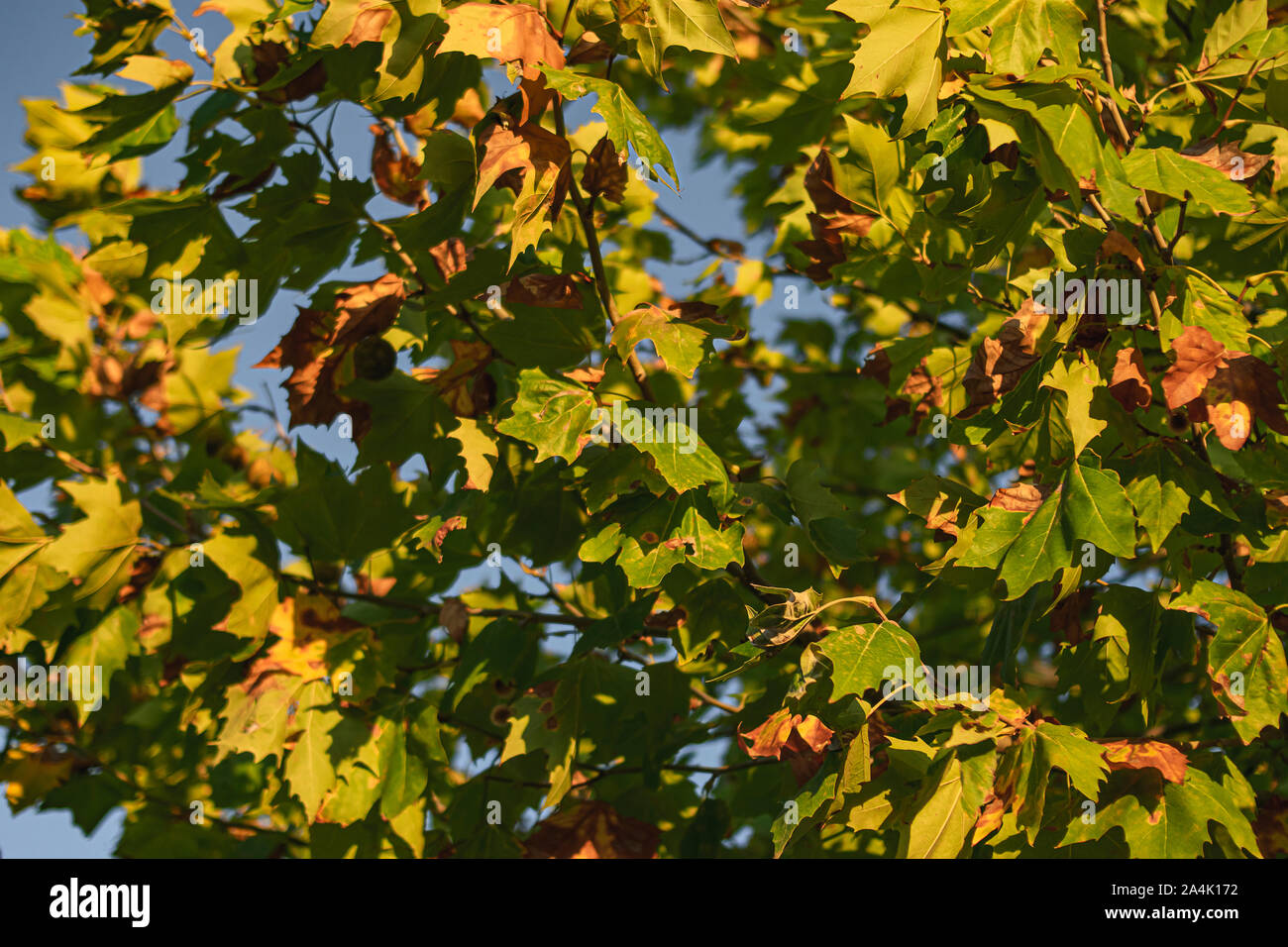 Follaje de un árbol a punto de transformar sus colores hacia tonos marrones y ocres con el cambio de temporada hacia el otoño Foto de stock