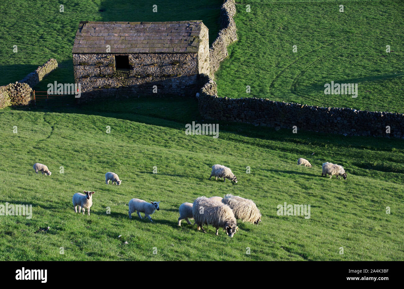 La agricultura en el norte de Inglaterra Foto de stock