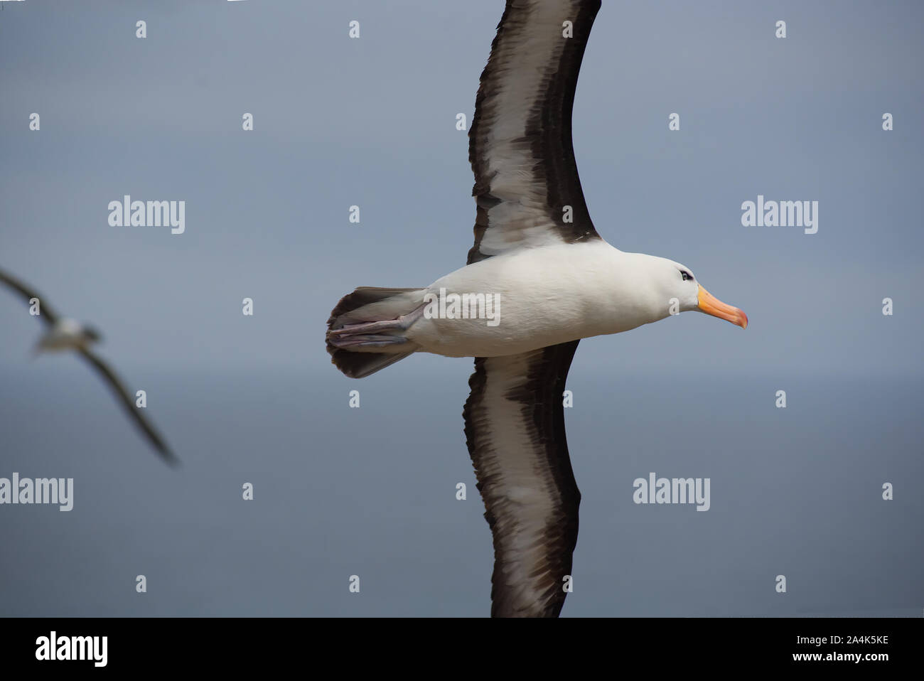Albatros en vuelo Foto de stock