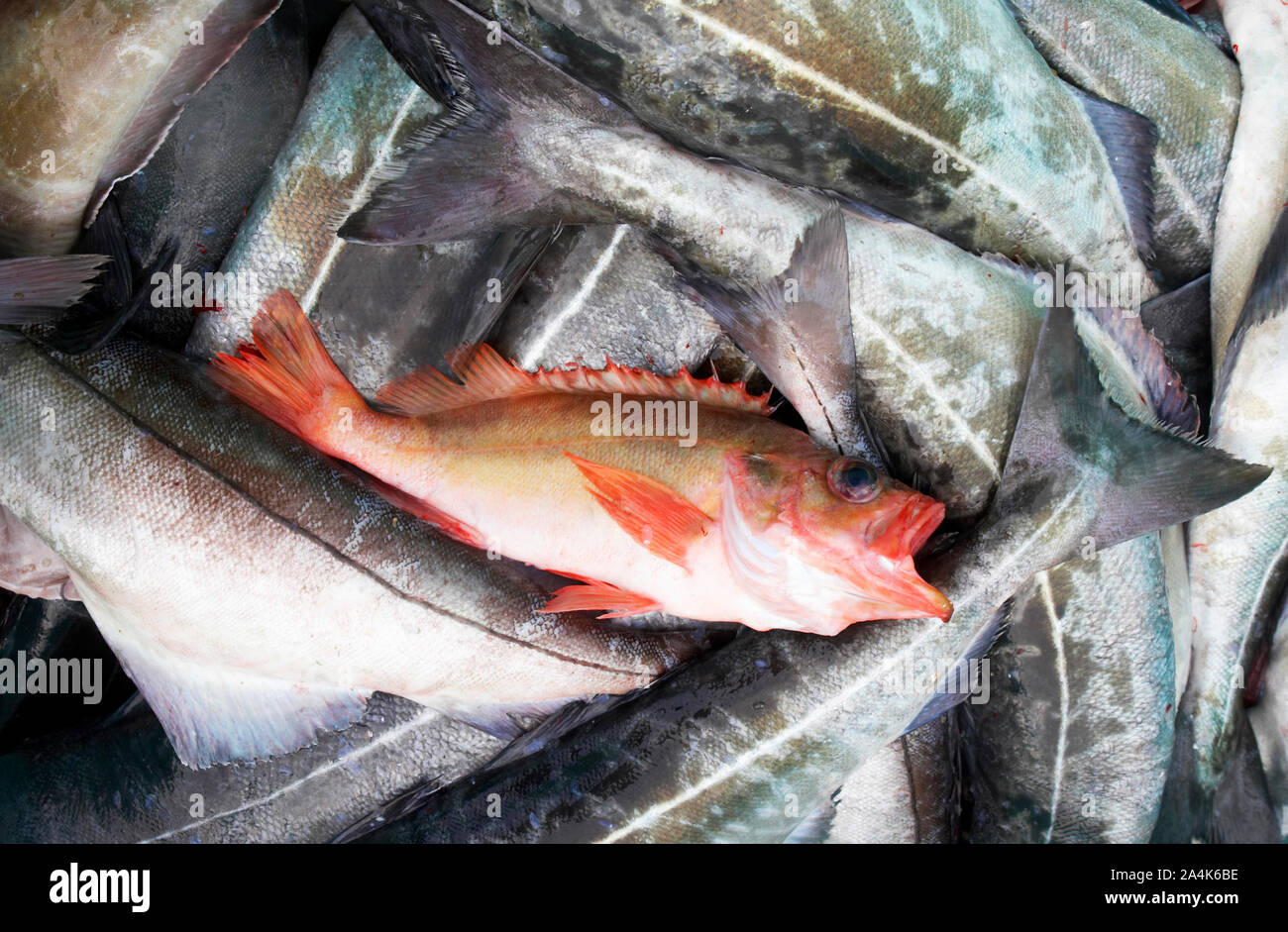 Una sola Noruega eglefino / rosefish / gallineta / Ocean perch entre muchos pollacks, carbón y pescado haddocks. Lofoten. Foto de stock
