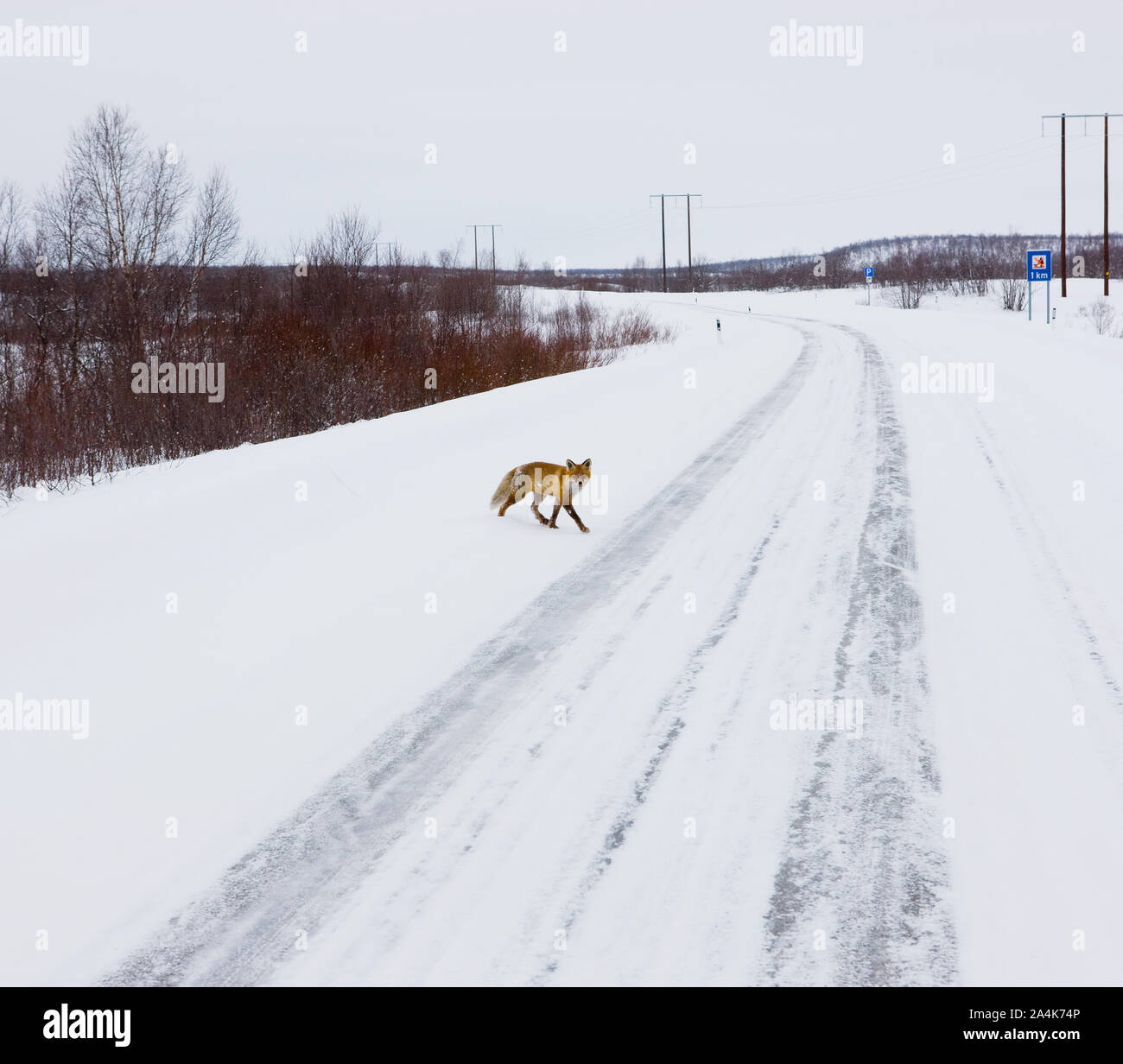 Fox crossing icy country road, Finnmarksvidda la meseta de la montaña. Foto de stock