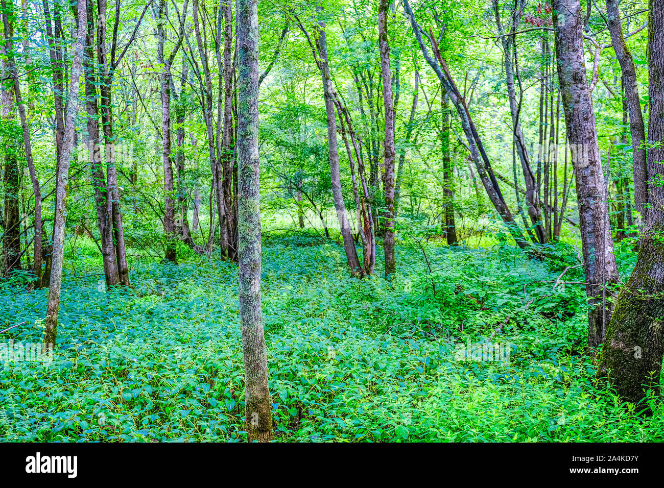 El sotobosque en bosques frondosos Foto de stock