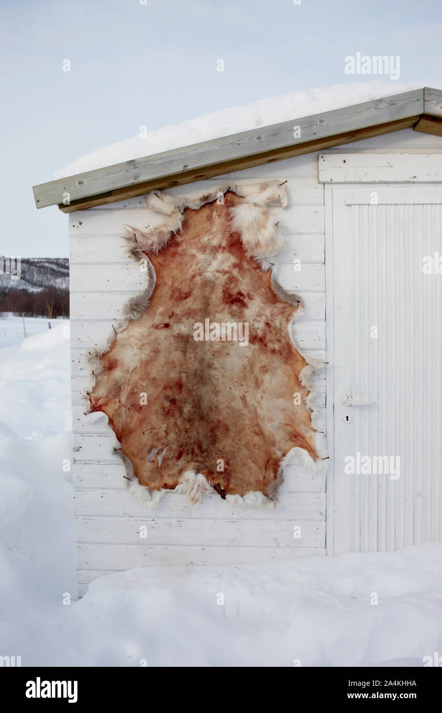 Manta de piel de reno en la pared, la meseta de la montaña Finnmarksvidda Foto de stock