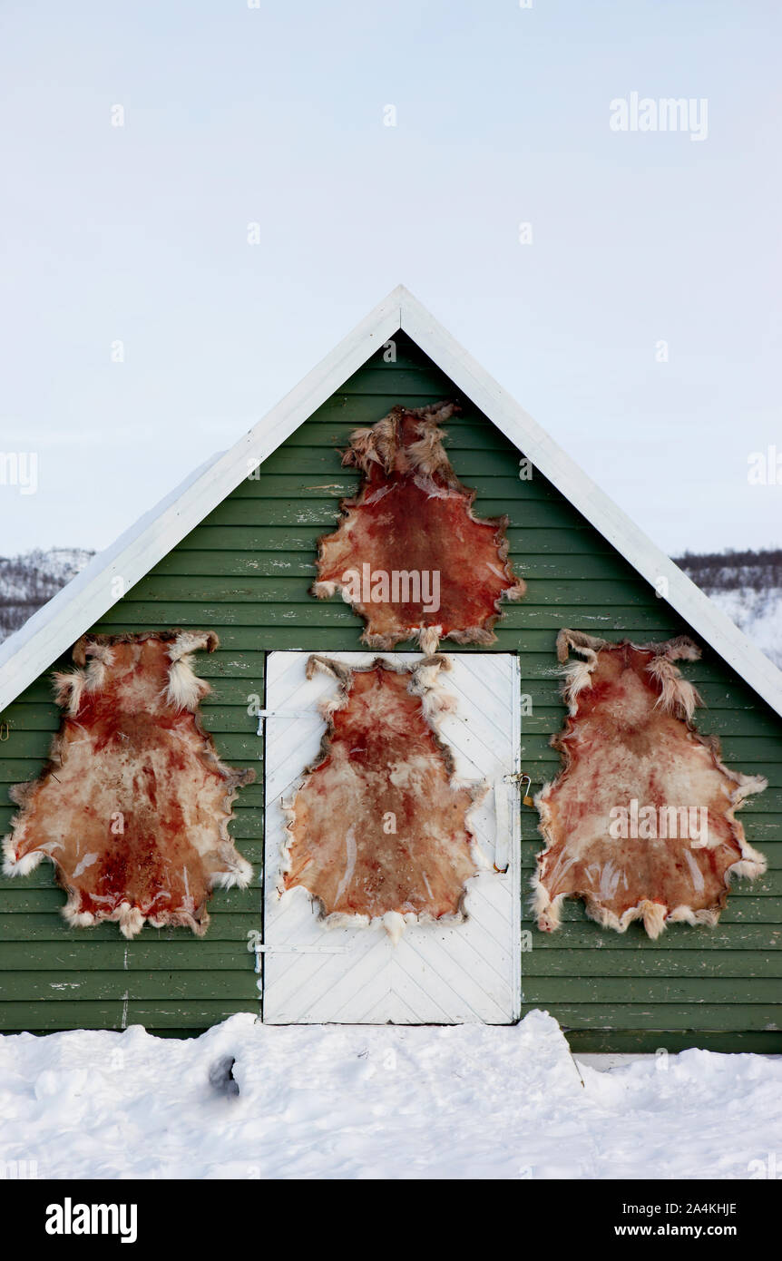 Alfombras de piel de reno, Finnmarksvidda la meseta de la montaña. Foto de stock