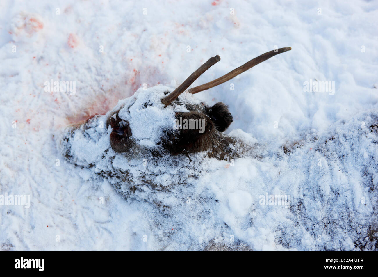 Un reno muerto Foto de stock