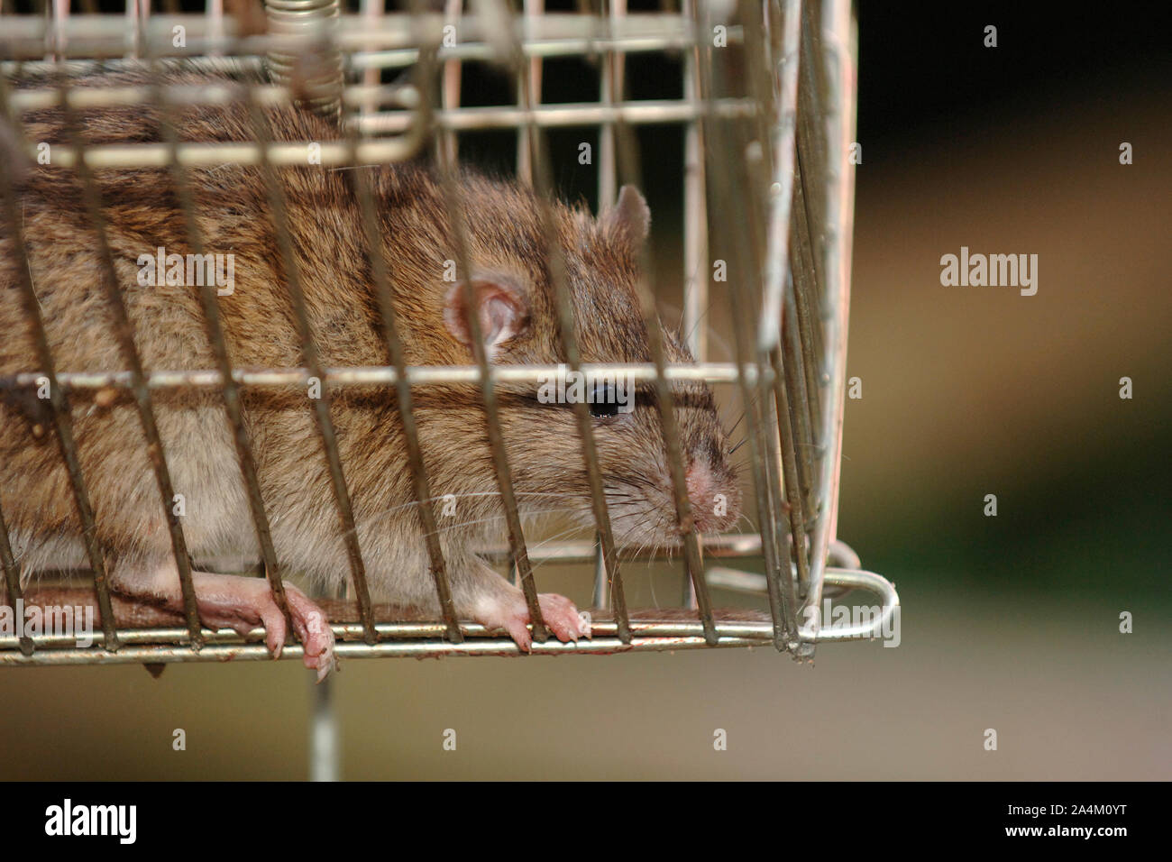 Atrapada en una rata Foto de stock