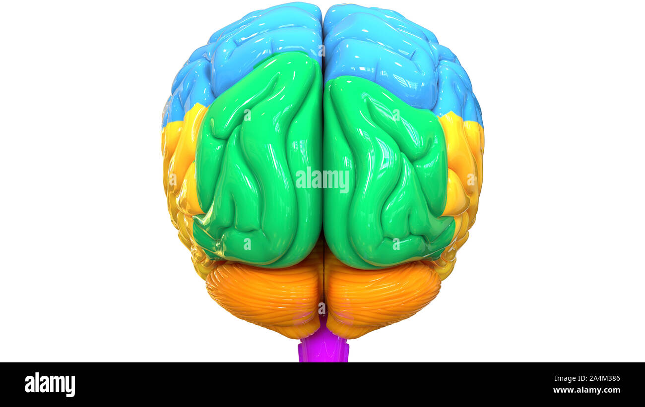 Cerebro posterior fotografías e imágenes de alta resolución - Alamy