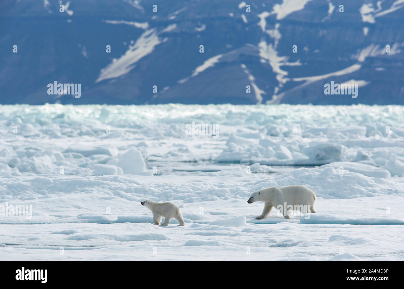 Polarbears fotografías e imágenes de resolución -