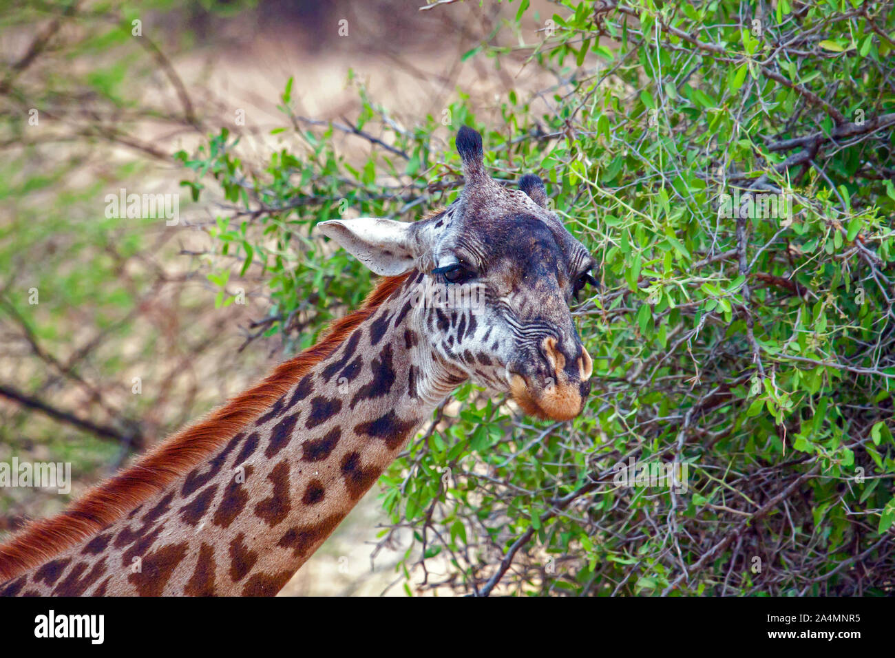 Giraffe; adulto; Giraffa camelopardalis, altos, la fauna de mamíferos, manchado de fur, herbívoro, piernas largas y cuello largo, retrato, Foto de stock