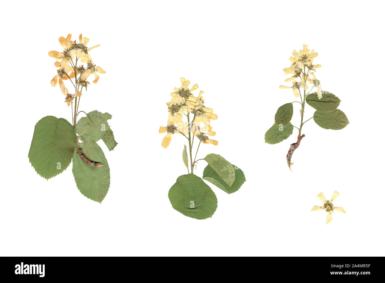 Herbario. Composición de prensado y secado de plantas con flores blancas y amarillas sobre fondo blanco. Foto de stock