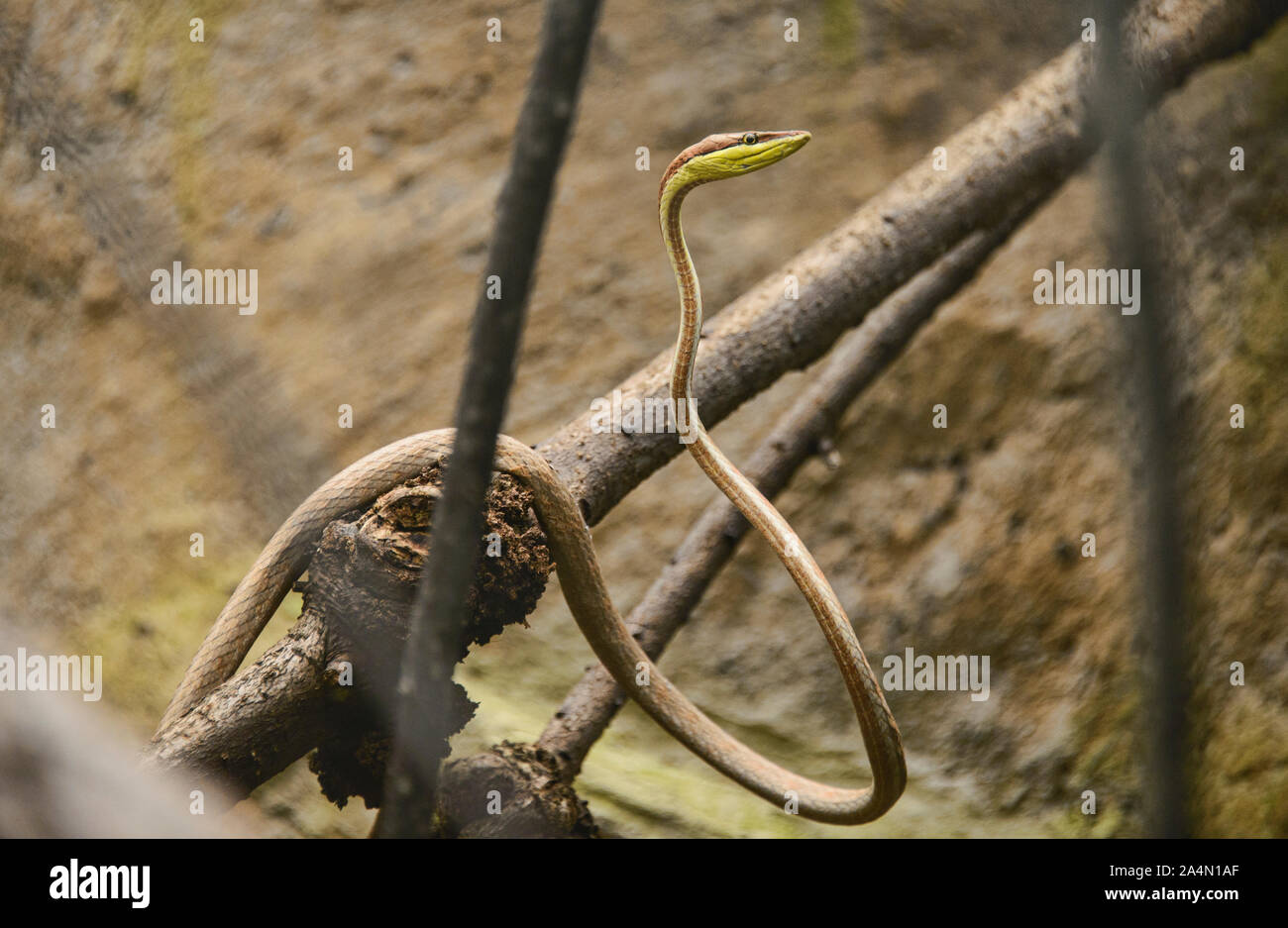 La viña de Cope snake (oxybelis brevirostris), Ecuador Foto de stock