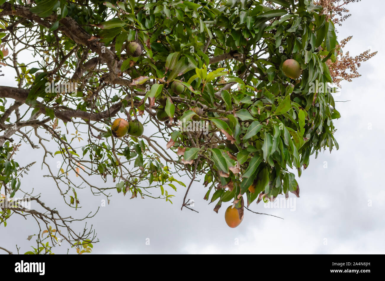 Los mangos maduros y florece en el árbol Foto de stock