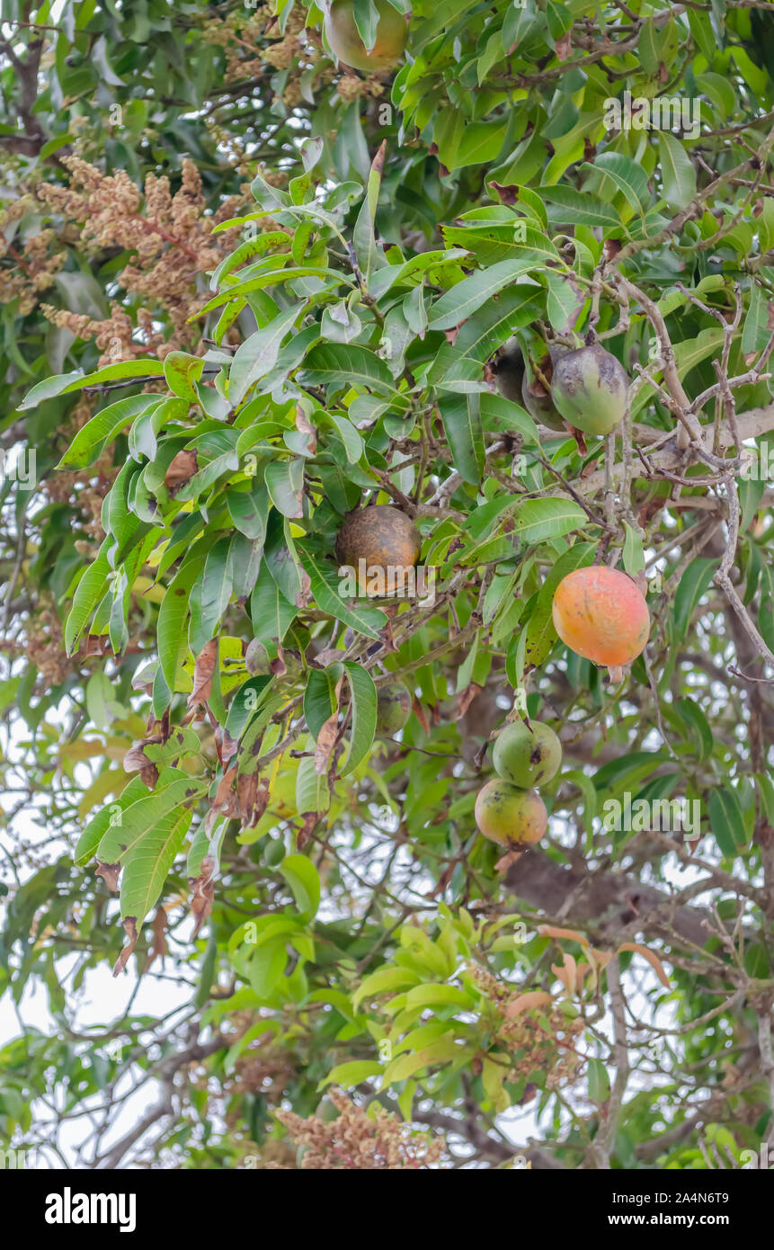 Los mangos maduros en el árbol Foto de stock