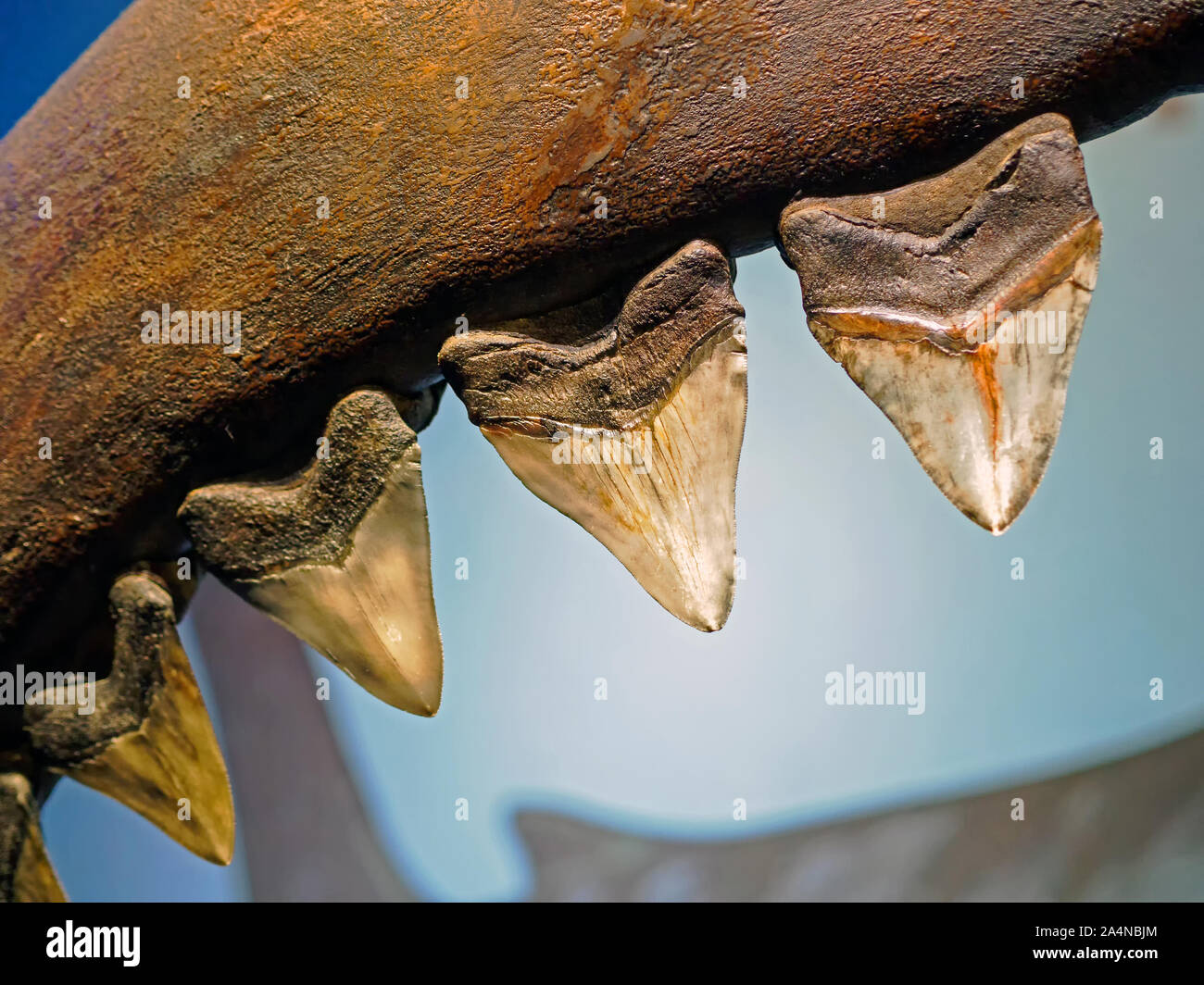 Cerca de una vida representación de tamaño de dientes de Megalodon adjunta a la mandíbula en exhibición en el Acuario Estatal de Texas en Corpus Christi, Texas, Estados Unidos. Foto de stock