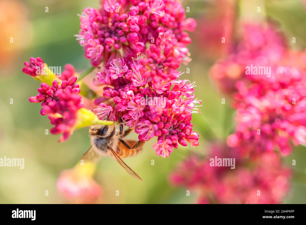 Una abeja de miel está recogiendo el néctar de las flores de California Native Plant, alforfón, flor roja grande Eriogonum rubescens var. Foto de stock