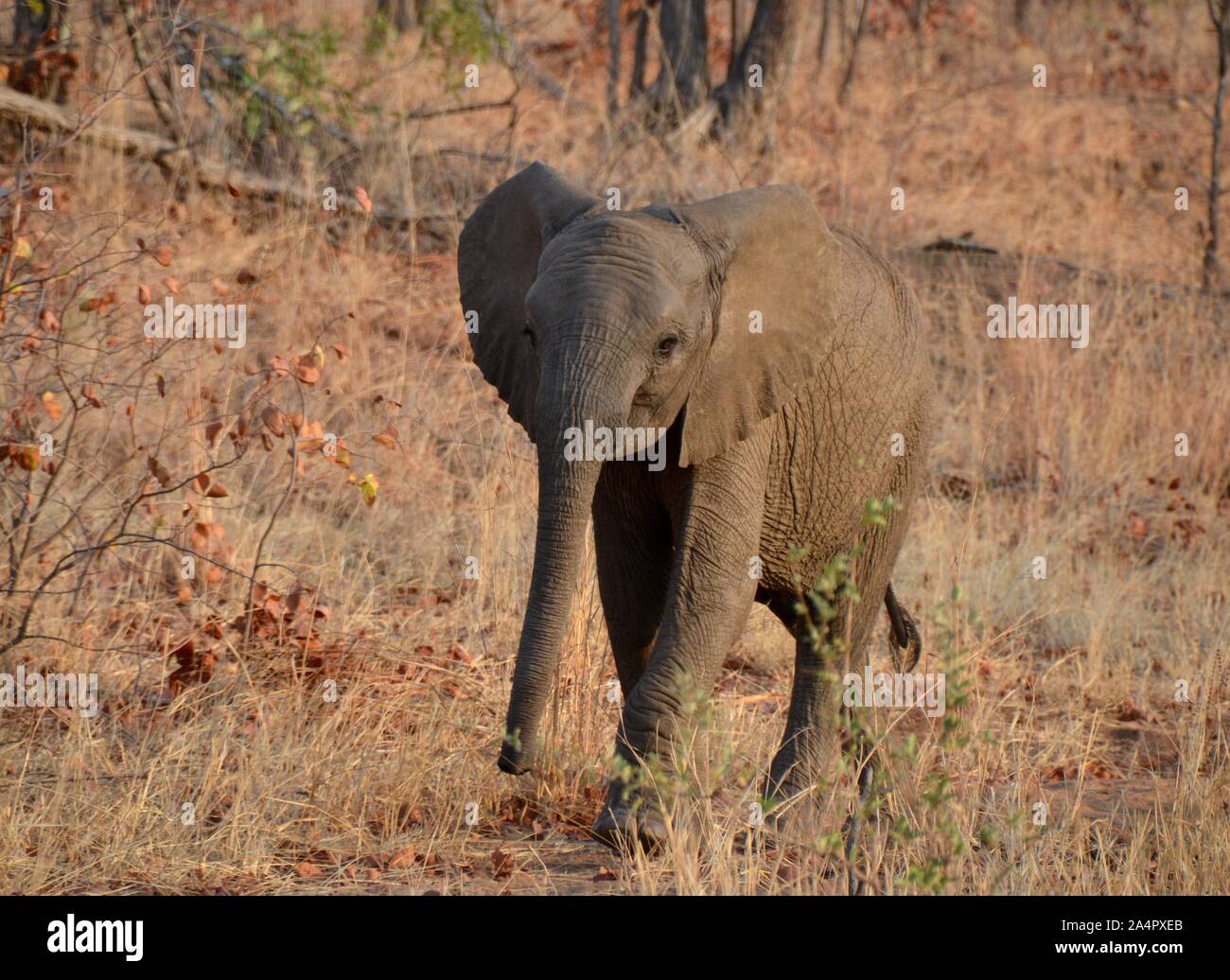 Bebé elefante africano caminando por la sabana arbolada seco en el Parque Nacional Kruger Foto de stock