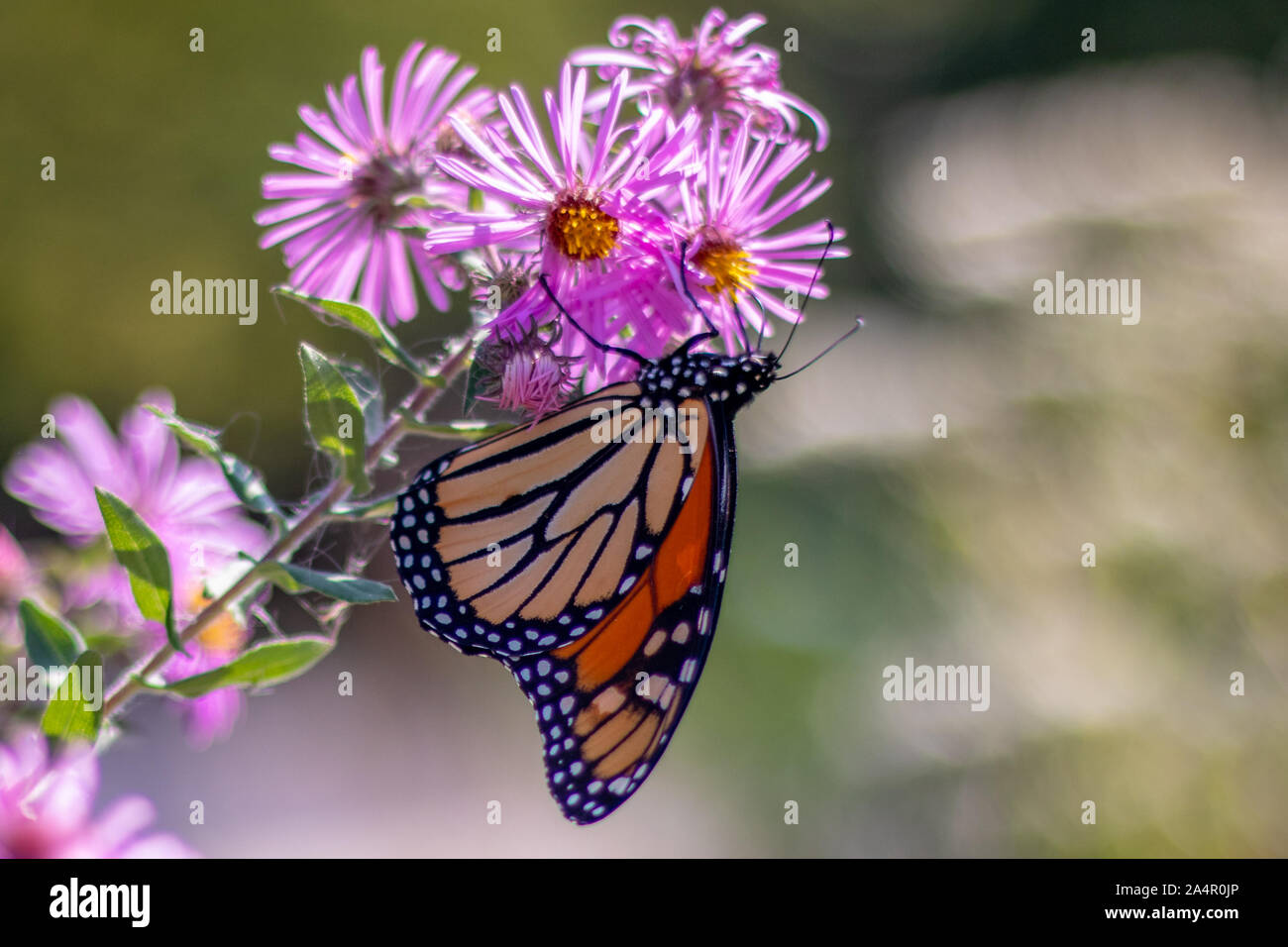 Mariposa colgando de una flor Foto de stock