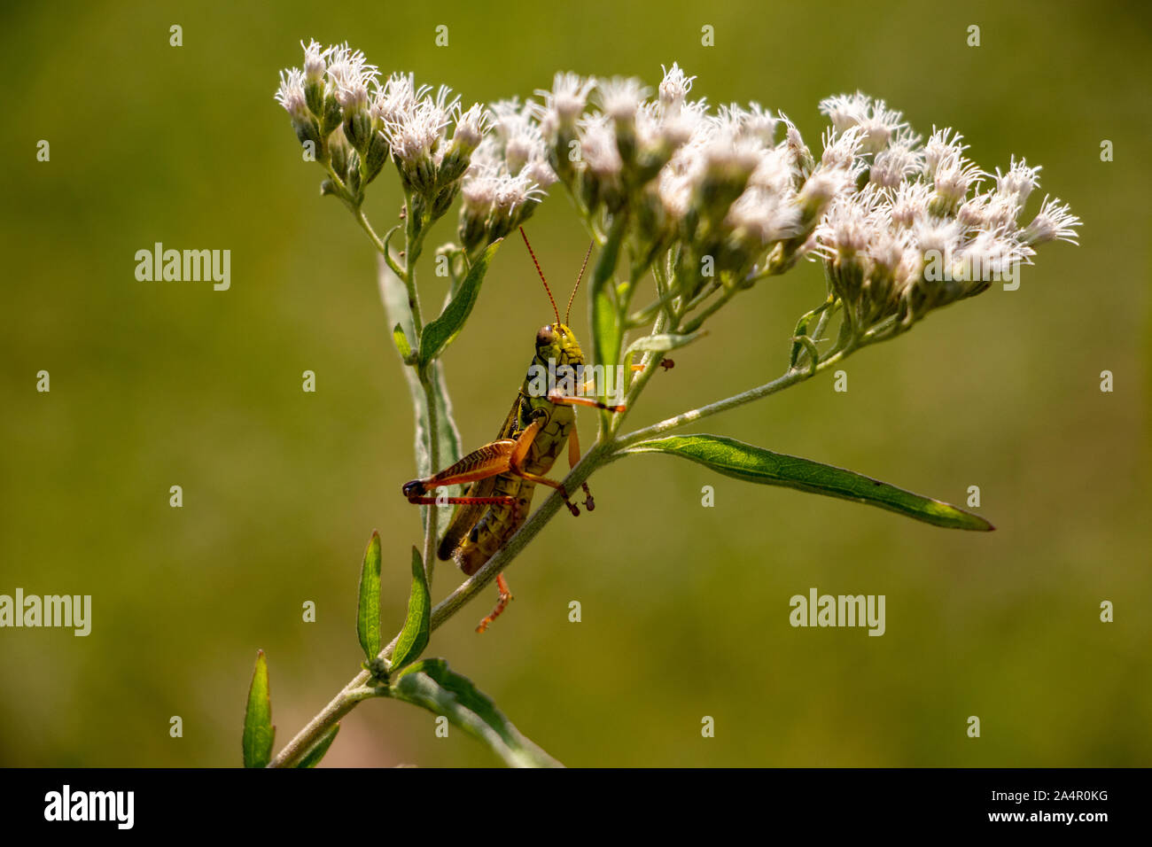 Grasshopper relajándose en una flor Foto de stock