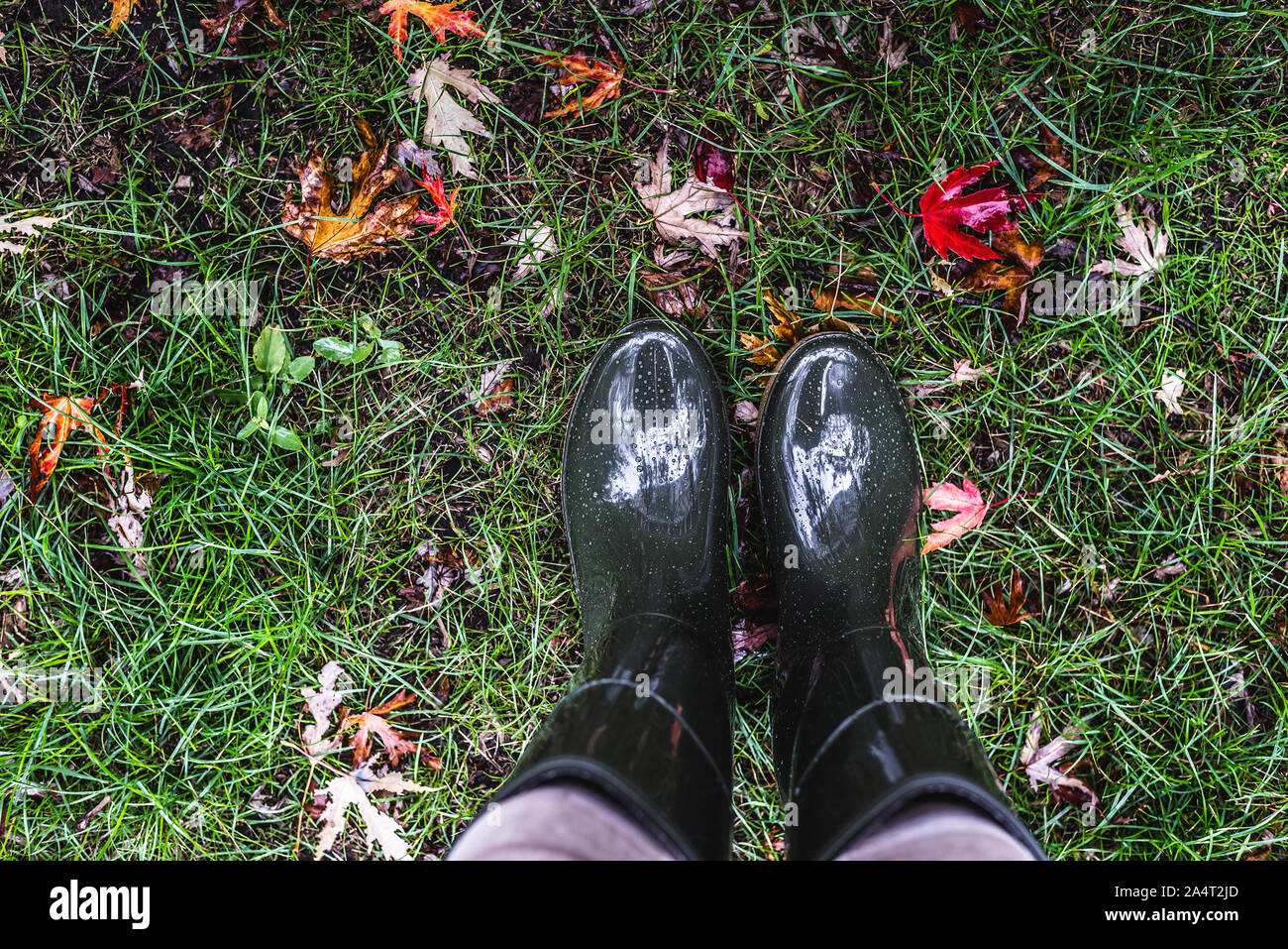 Pies en botas de goma de color verde oliva de pie sobre la hierba verde  caído con hojas de otoño Fotografía de stock - Alamy