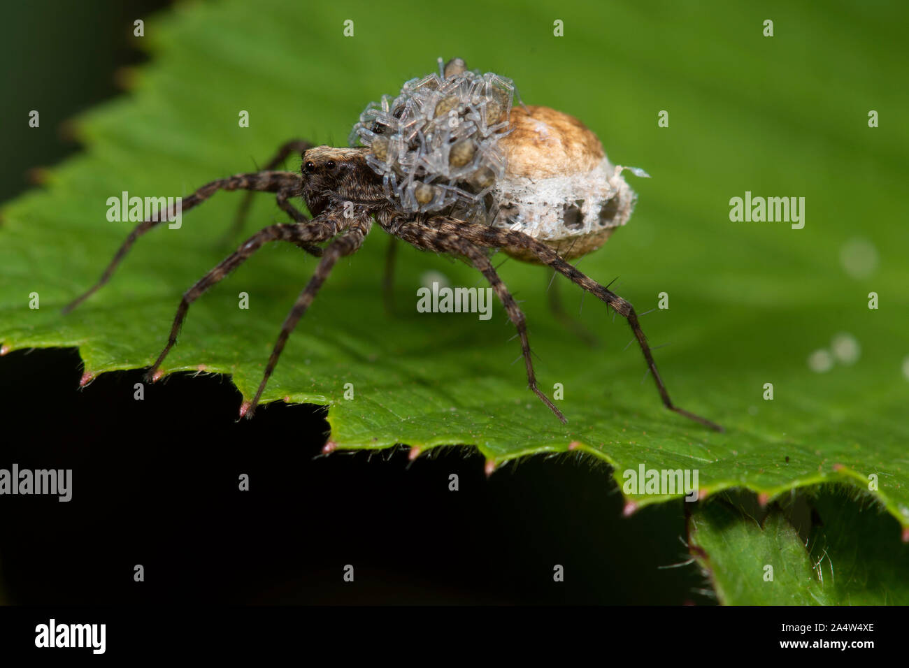 Araña lobo Pardosa amentata, East Blean Woodlands, Kent, UK, hembra con saco de huevos y bebés en su espalda Foto de stock