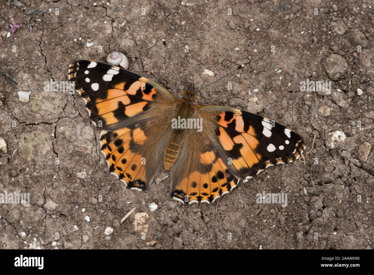 Painted Lady Butterfly, Vanessa cardui, Queensdown Warren, Kent Wildlife Trust, Reino Unido, especies migratorias, descansando con las alas abiertas Foto de stock