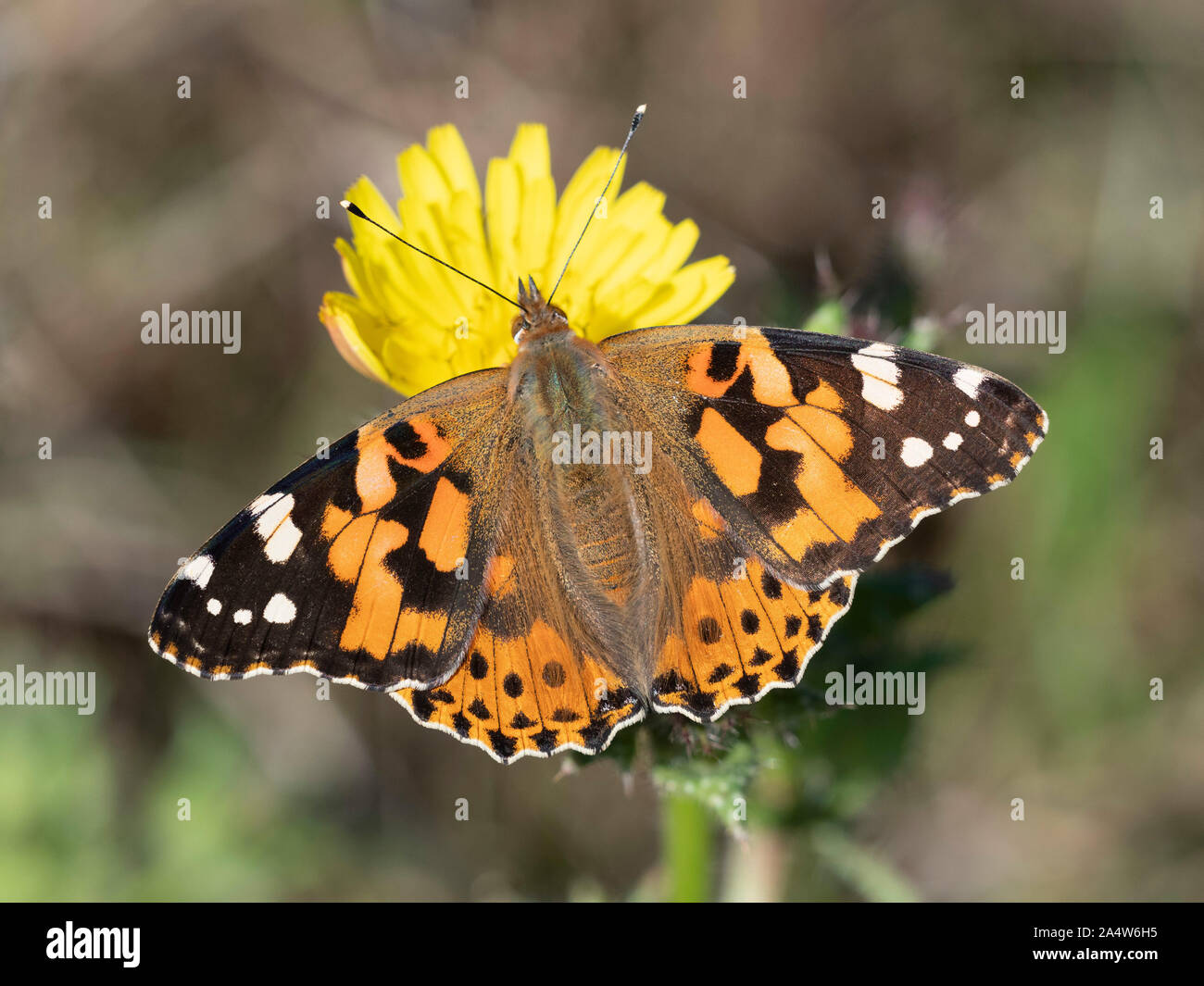 Painted Lady Butterfly, Vanessa cardui, Grove Ferry, Kent, UK, especies migratorias, en las flores, nectaring Foto de stock