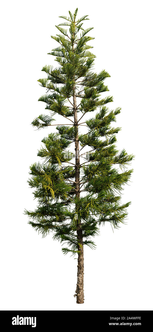 Las coníferas. Recorte de Pine Tree en invierno. Árbol de nevadas aisladas sobre fondo blanco. Máscara de recorte de alta calidad para los profesionales de la composición. Foto de stock