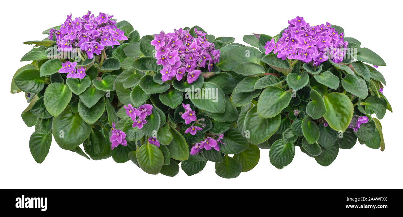 El recorte de la violeta africana. Flor hedge aislado sobre fondo blanco. Bouquet de flores de color rosa para el paisajismo o diseño de jardines. Máscara de recorte de alta calidad Foto de stock