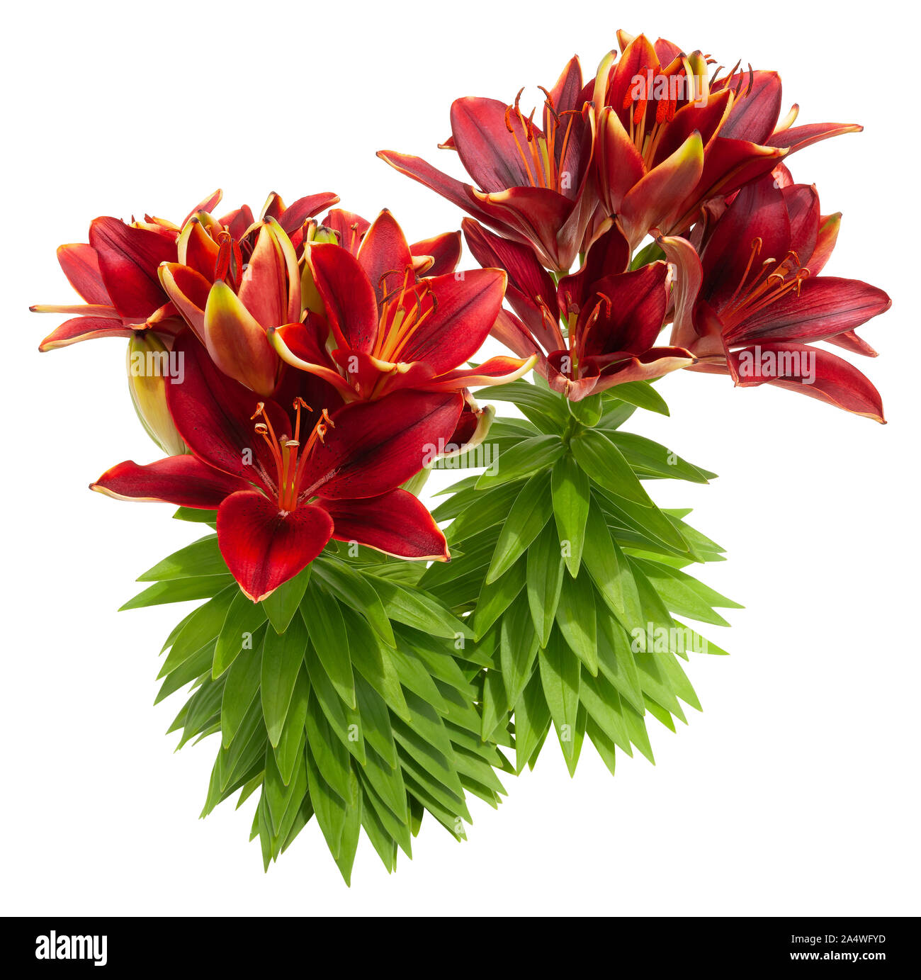 Flor de lirio rojo Imágenes recortadas de stock - Alamy Flor de lirio rojo Imágenes recortadas de stock - Alamy