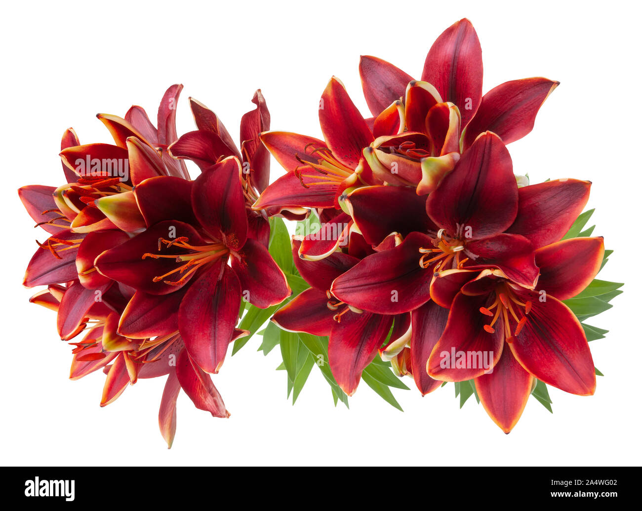 Flor de lirio rojo Imágenes recortadas de stock - Alamy Flor de lirio rojo Imágenes recortadas de stock - Alamy