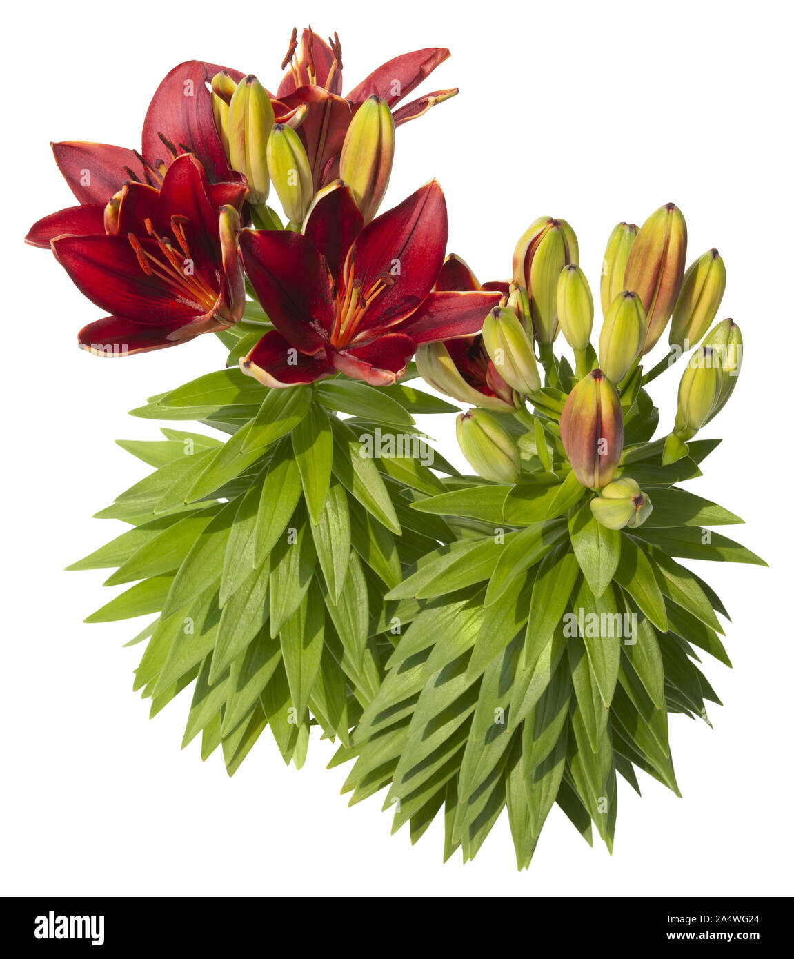 Flor de lirio rojo Imágenes recortadas de stock - Alamy